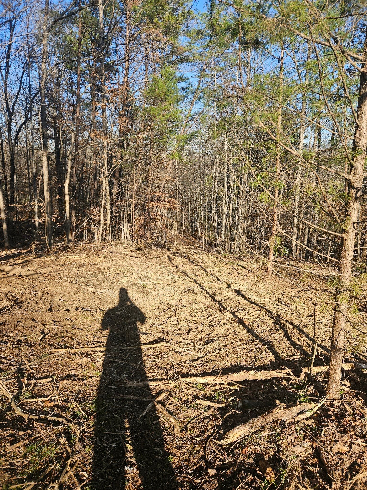 A shadow of a person standing in the middle of a forest.