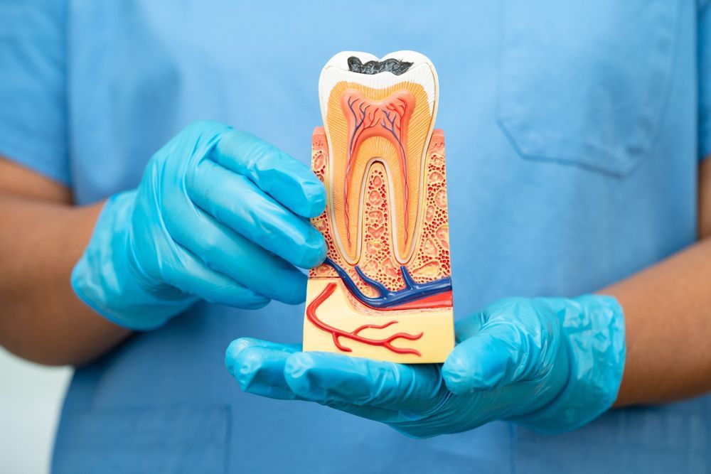 A dentist is holding a model of a tooth in his hands.