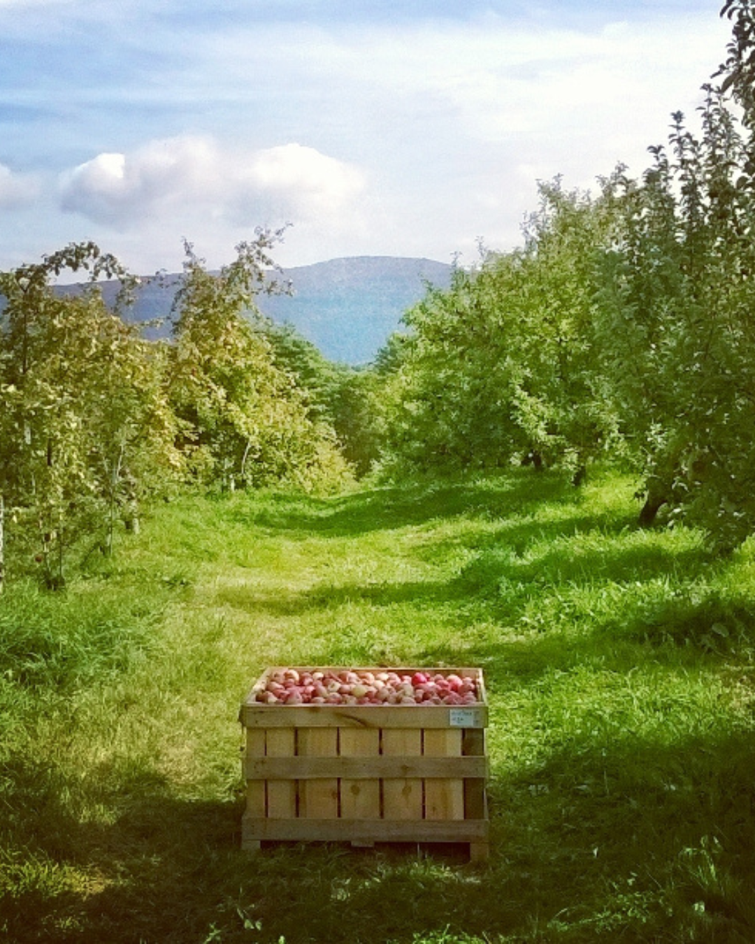 Wooden crate filled with apples in an orchard, with trees and a mountain in the distance.