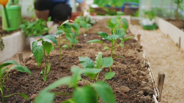 Gardening Supplies | Central Illinois | Levelup Gardening