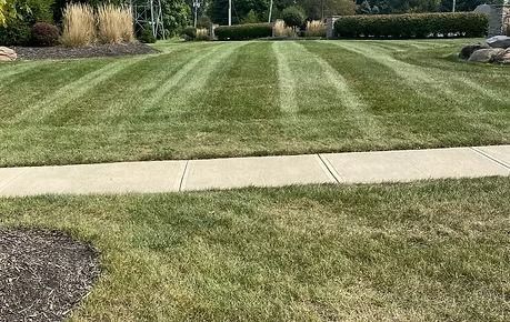 Striped green lawn bordered by a sidewalk in a landscaped yard