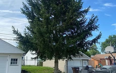 Large evergreen tree in a residential backyard beside houses and a basketball hoop under a blue sky