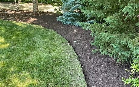 Curved mulch border between green lawn and evergreen trees in a landscaped yard