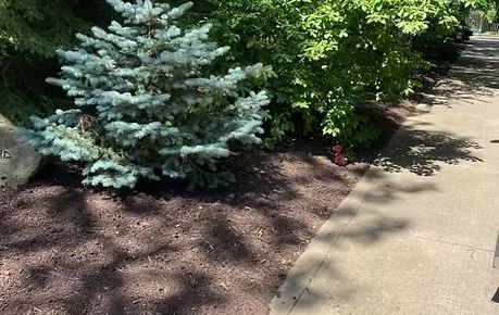 Blue evergreen shrub beside a sidewalk with mulch and dappled tree shadows