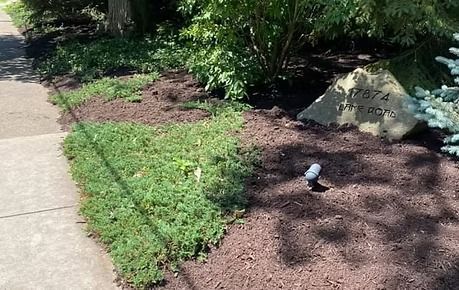 Mulched garden bed beside a sidewalk, with green groundcover, shrubs, and a rock marker in sunlight.