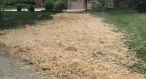 A large patch of dry straw or mulch spread over grass beside a driveway and shrubs.