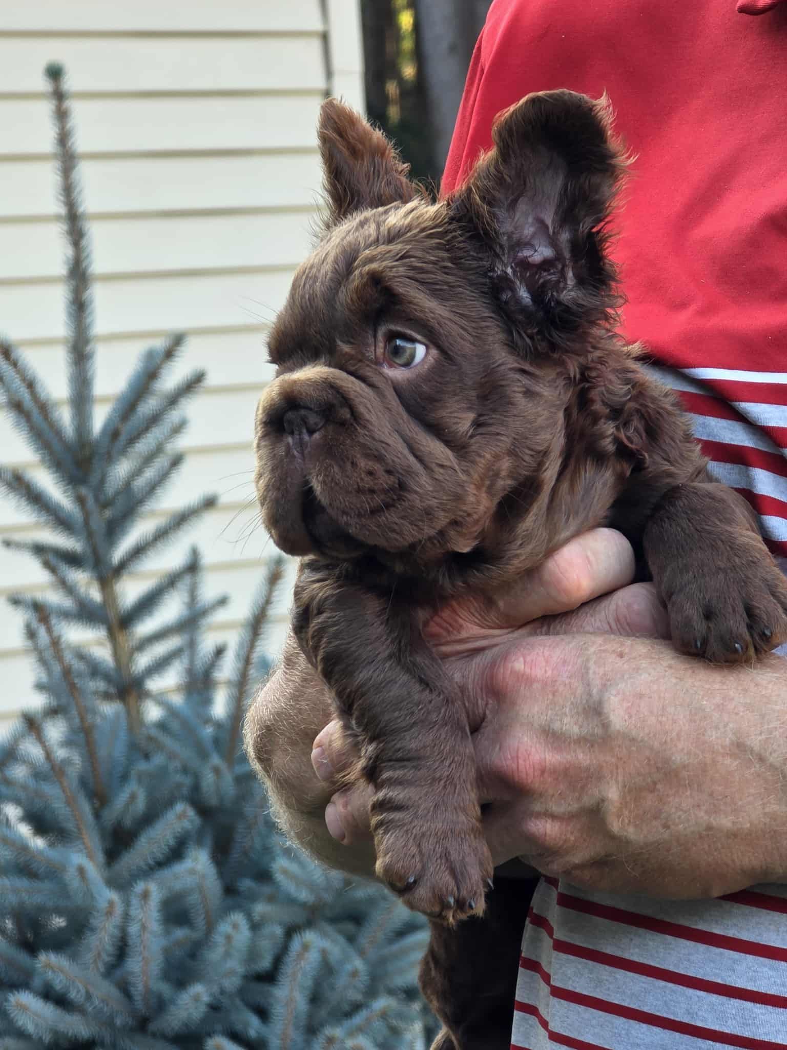 Rojo Fluffy Frenchie Stud Prospect
