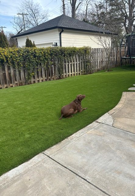 Picture Of Dog | Matthews, NC | Artificial Turf Products