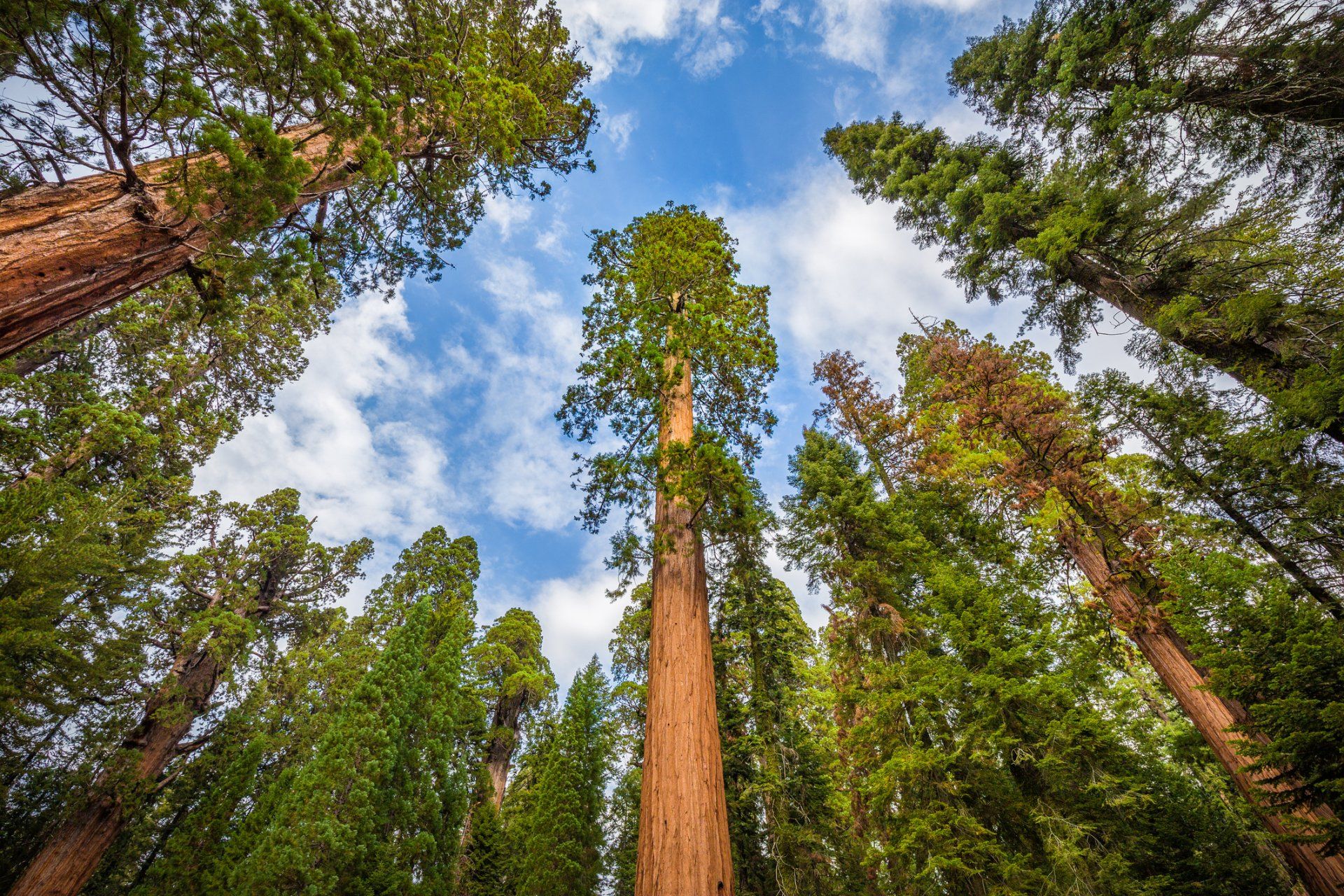 How Much Does It Cost To Cut Down A Redwood Tree