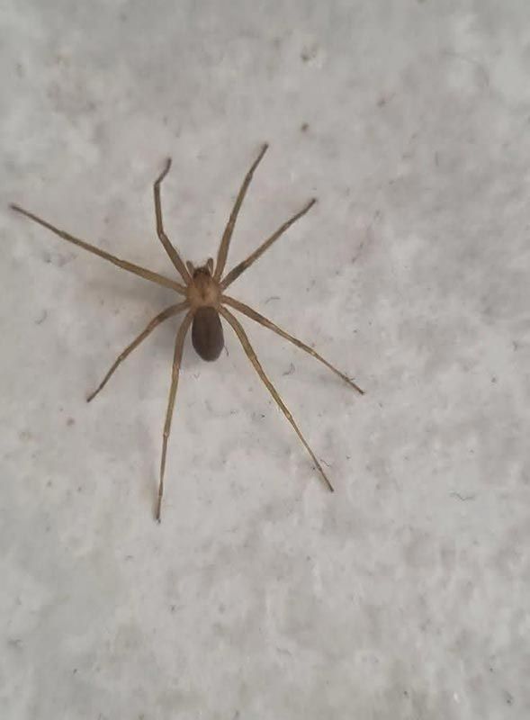 FUMIGACIONES MATAMOROS