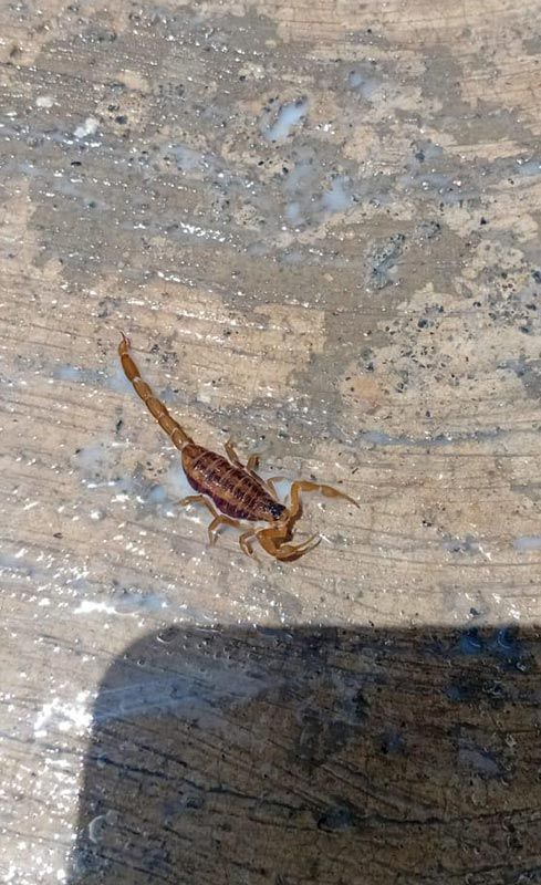 FUMIGACIONES MATAMOROS