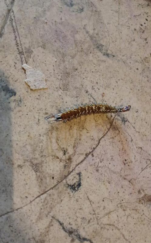 FUMIGACIONES MATAMOROS