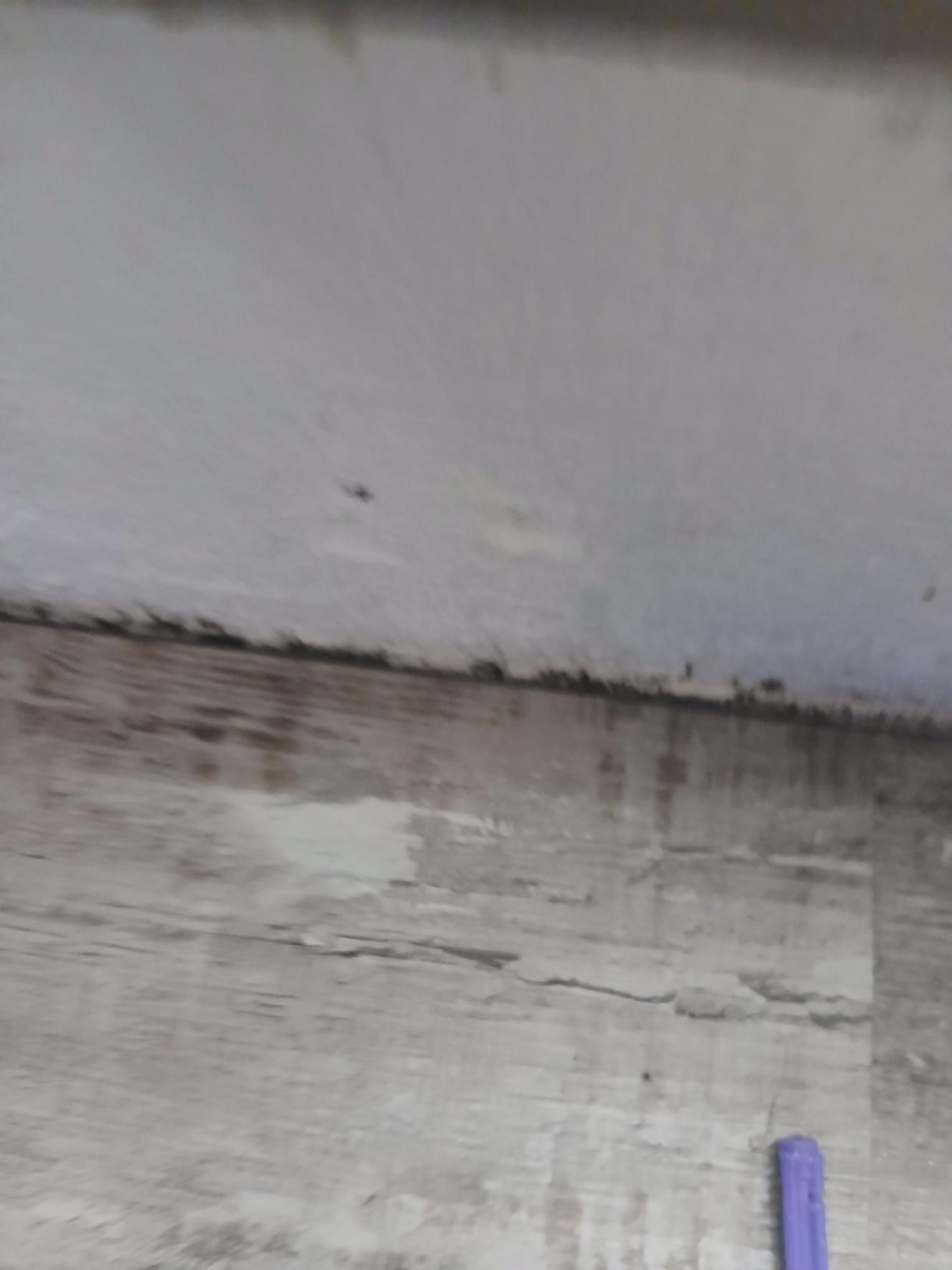 Mold on the corner where a white ceiling meets flooring. Black and gray discoloration present.