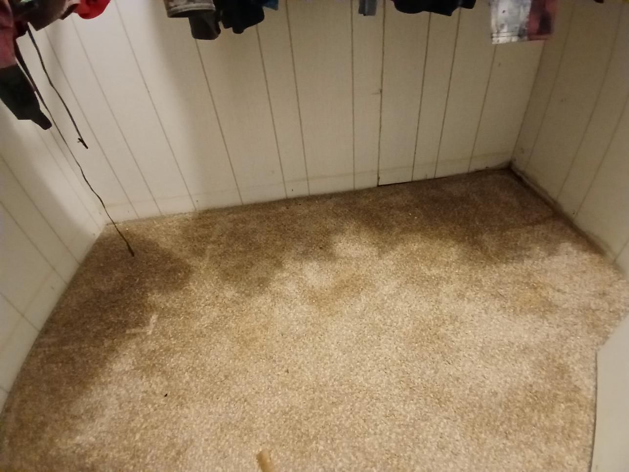 Beige carpet in a closet with white paneling and clothes hanging above.
