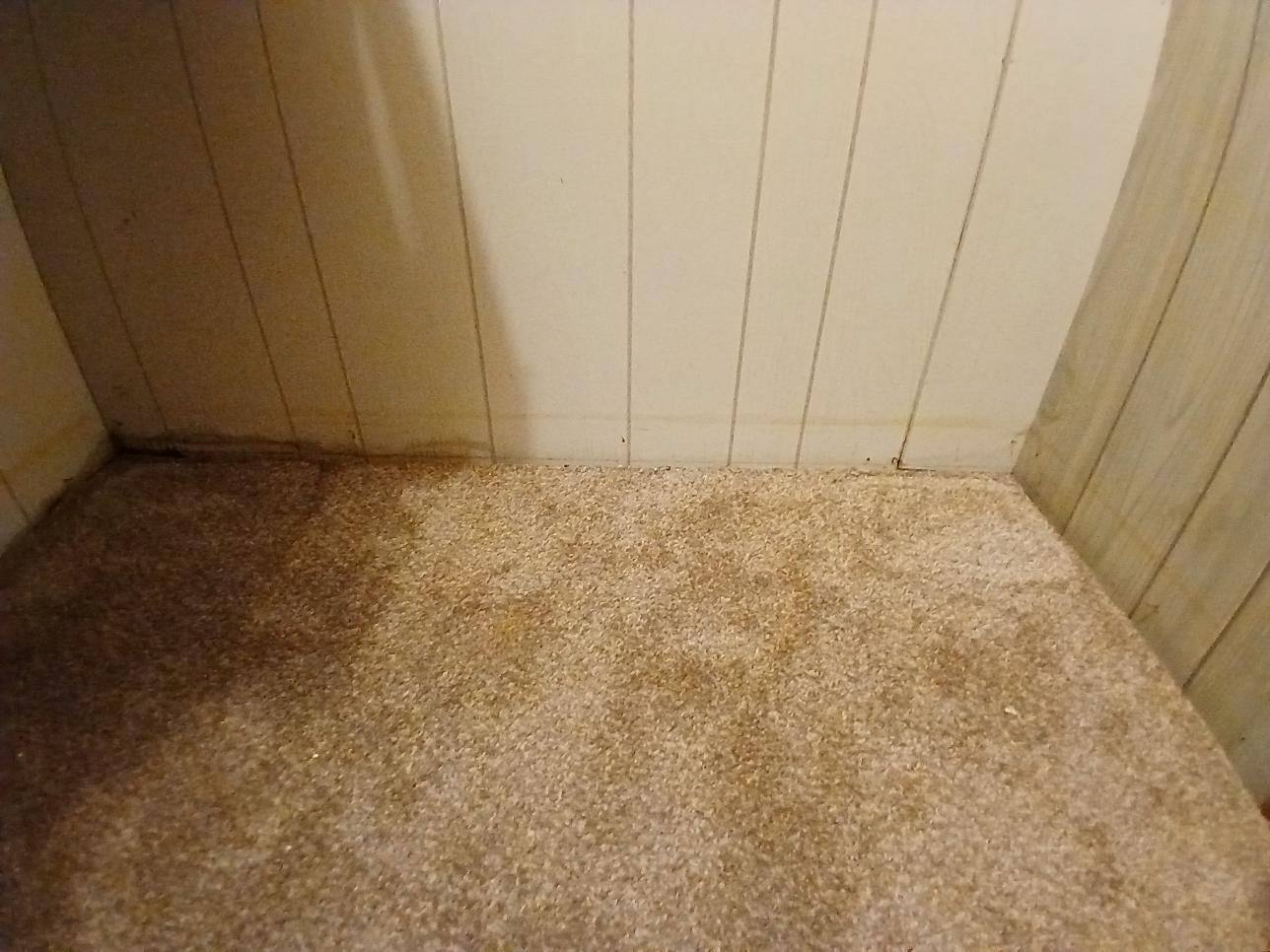 Beige carpeted floor and paneled walls in an interior corner.
