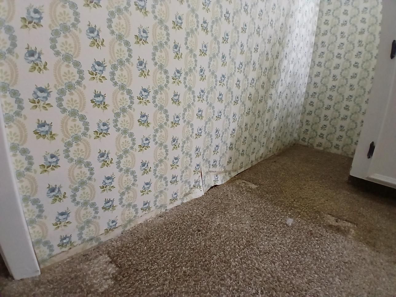 Wallpaper peeling from the wall near the carpet.