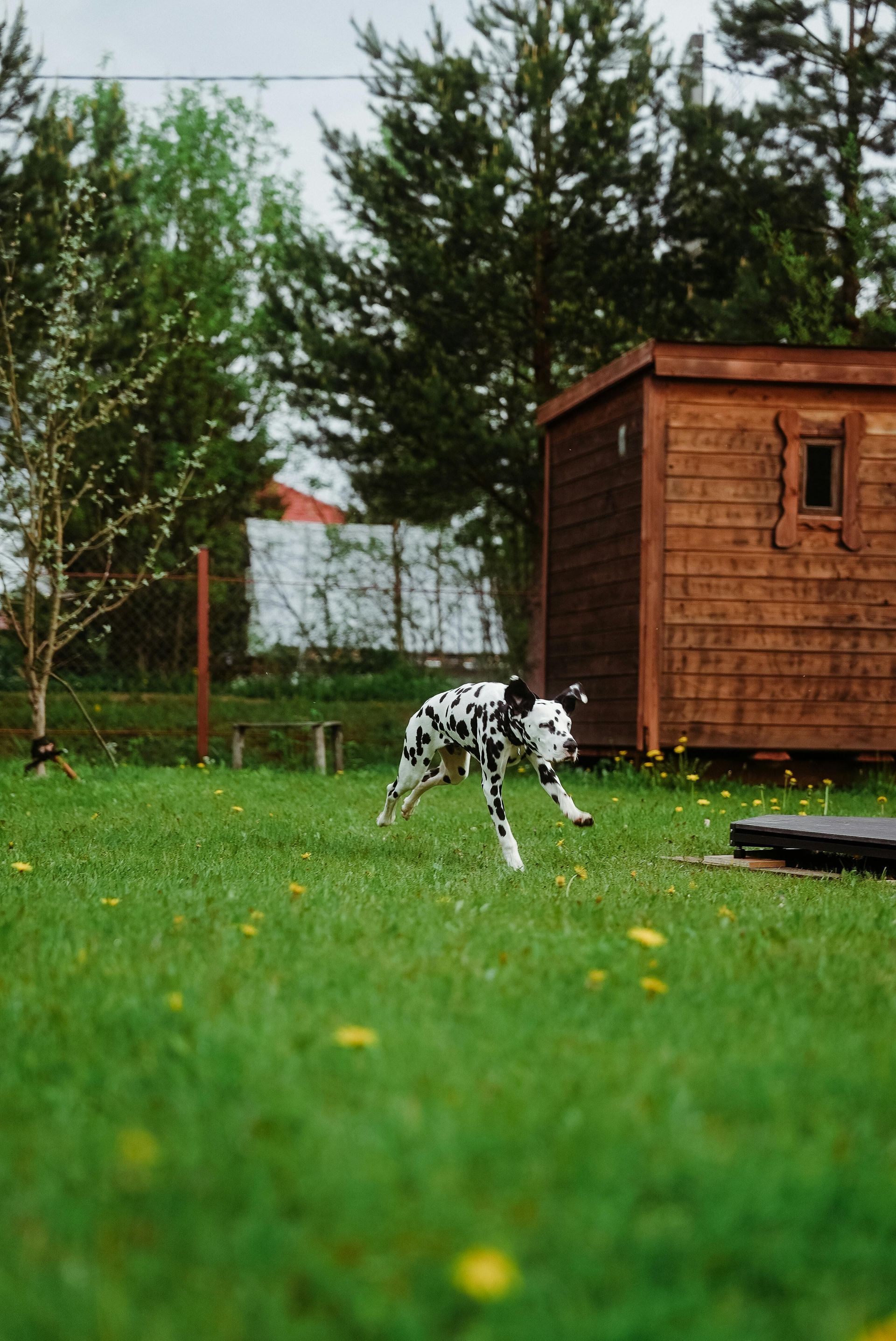 Dalmatian dog running across a green lawn in front of a wooden shed, with a fence and trees in the background.