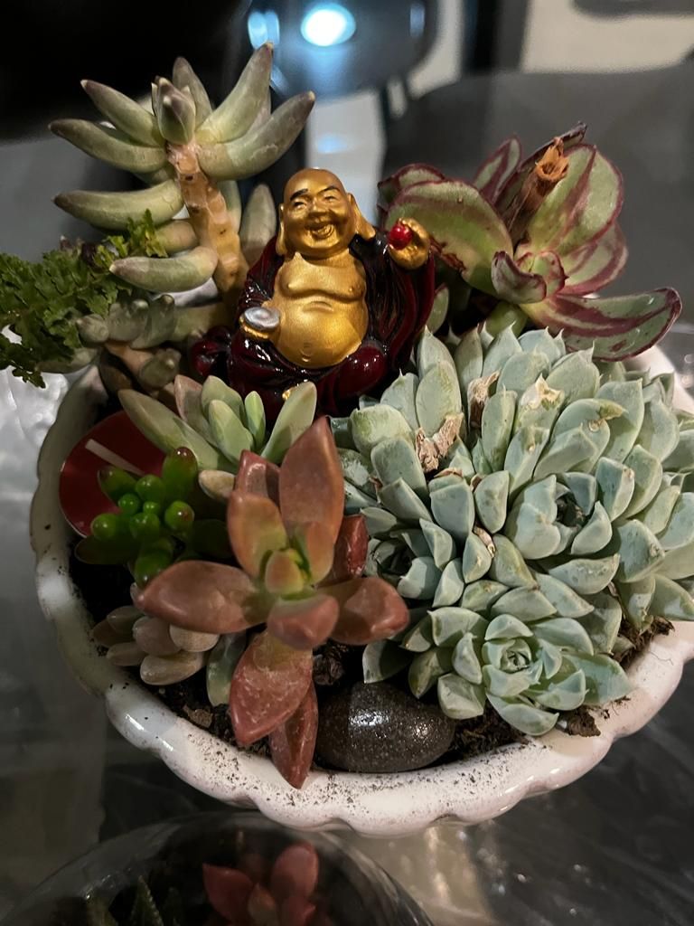 Un arreglo suculento en un recipiente blanco con una figura de Buda dorada.