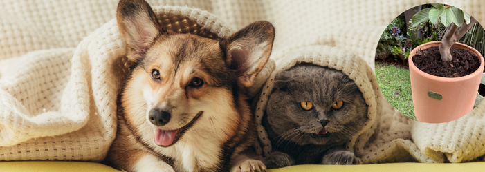 Un perro y un gato envueltos en una manta, con una planta en maceta al fondo.