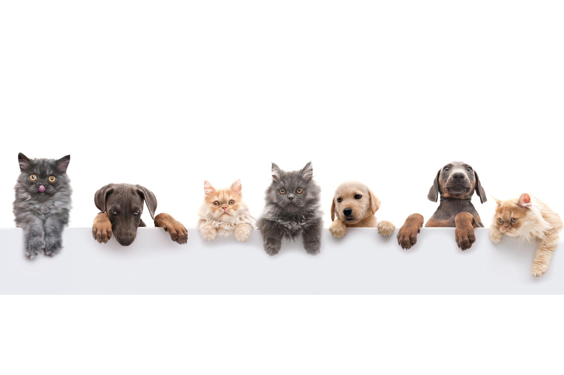 Gatos y perros, con la cabeza asomando sobre una superficie blanca, luciendo lindos y curiosos.