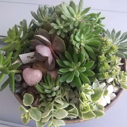 Arreglo de suculentas en un recipiente marrón con una piedra rosa en forma de corazón. Plantas verdes y de colores claros llenan el recipiente.