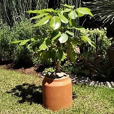 Un pequeño árbol en maceta con hojas verdes brillantes se encuentra en una maceta de terracota, al aire libre, sobre un césped.