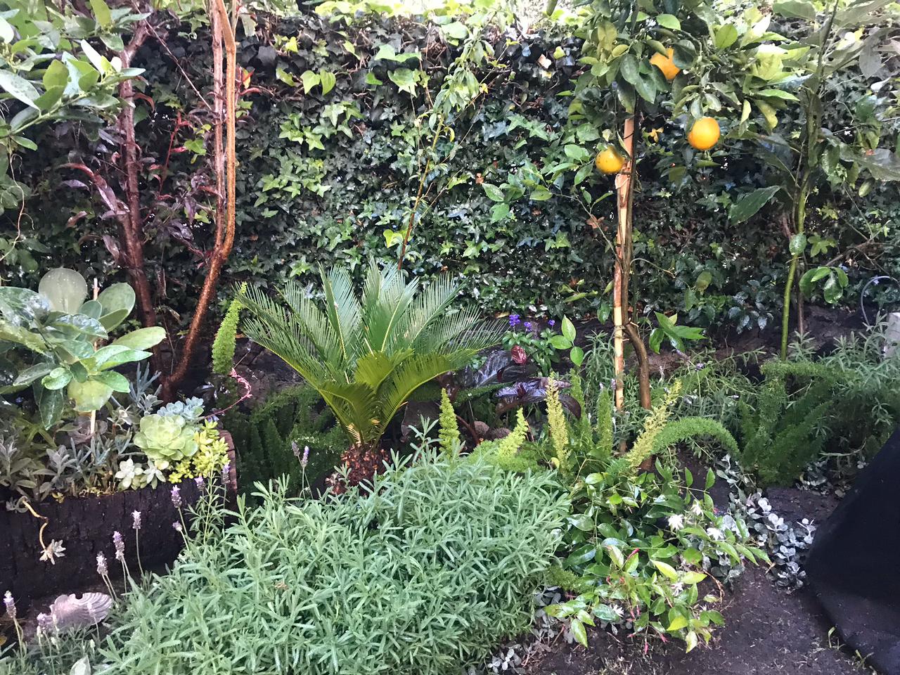 Exuberante jardín con diversas plantas, incluida una cícada, hierbas y un limonero contra una pared verde.
