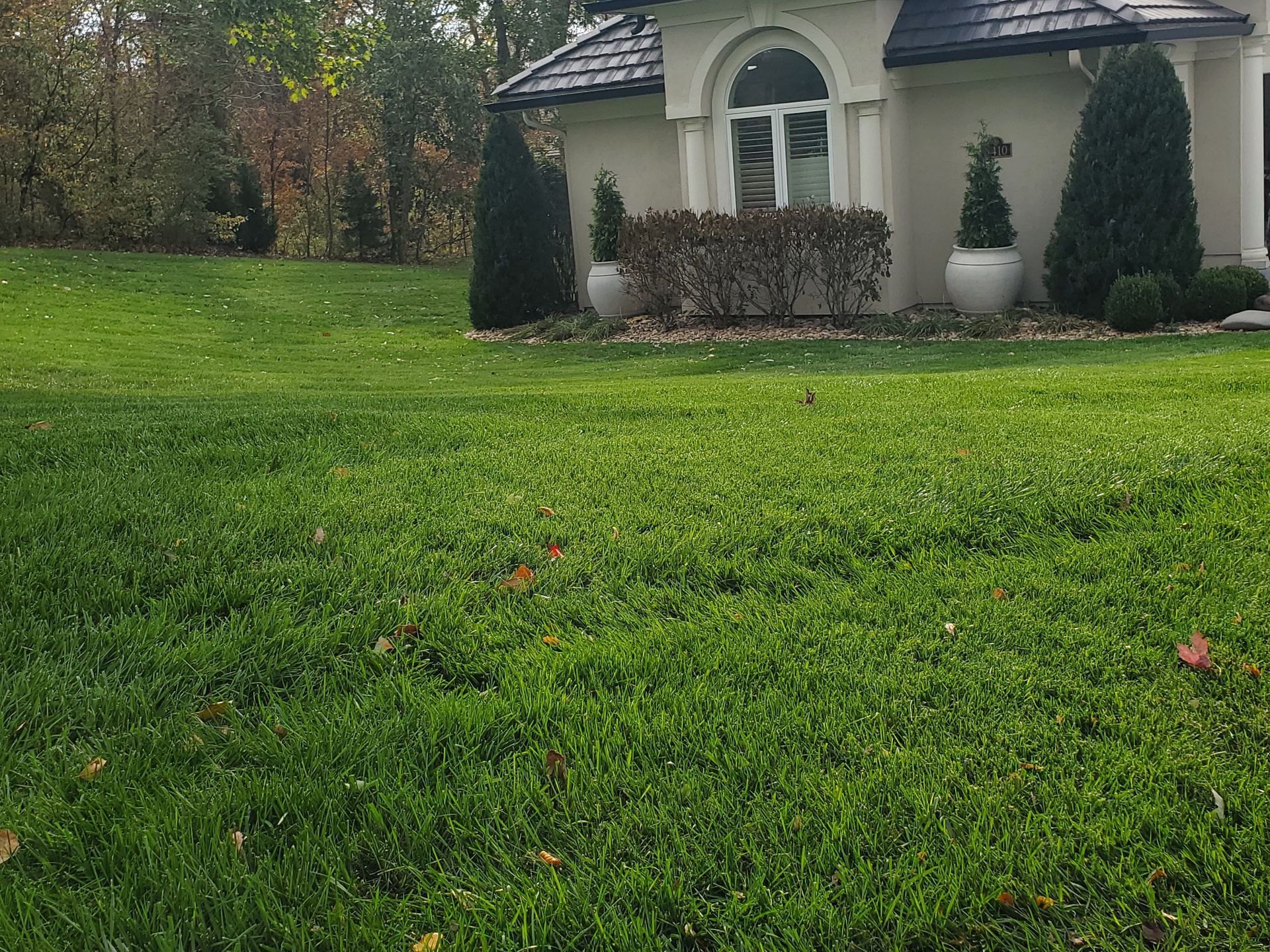 Thick, vibrant lawn demonstrating results from trusted local lawn care specialists