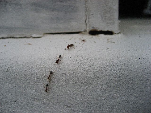 Ant infestation example before applying safe and effective pest treatments