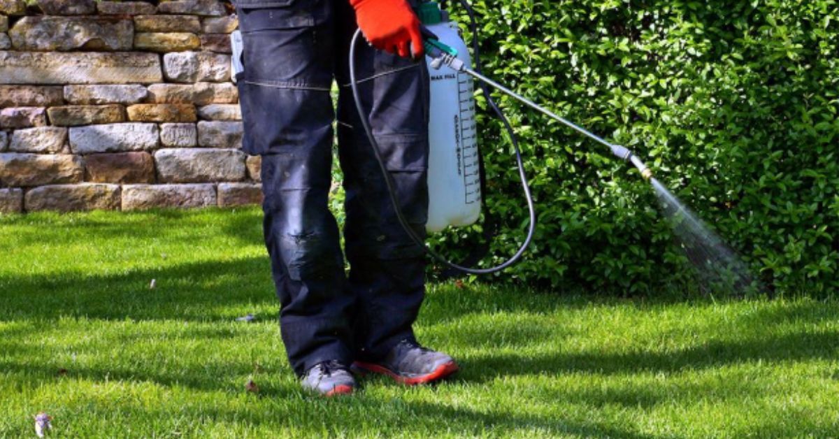 Lawn Pest Maintenance Kansas City MO pest control healthy green lawn Lawnscape Specialists