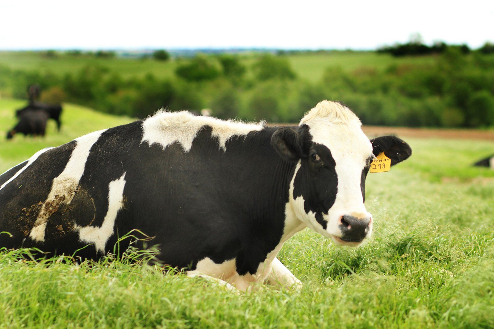 Hildebrand Farms Dairy