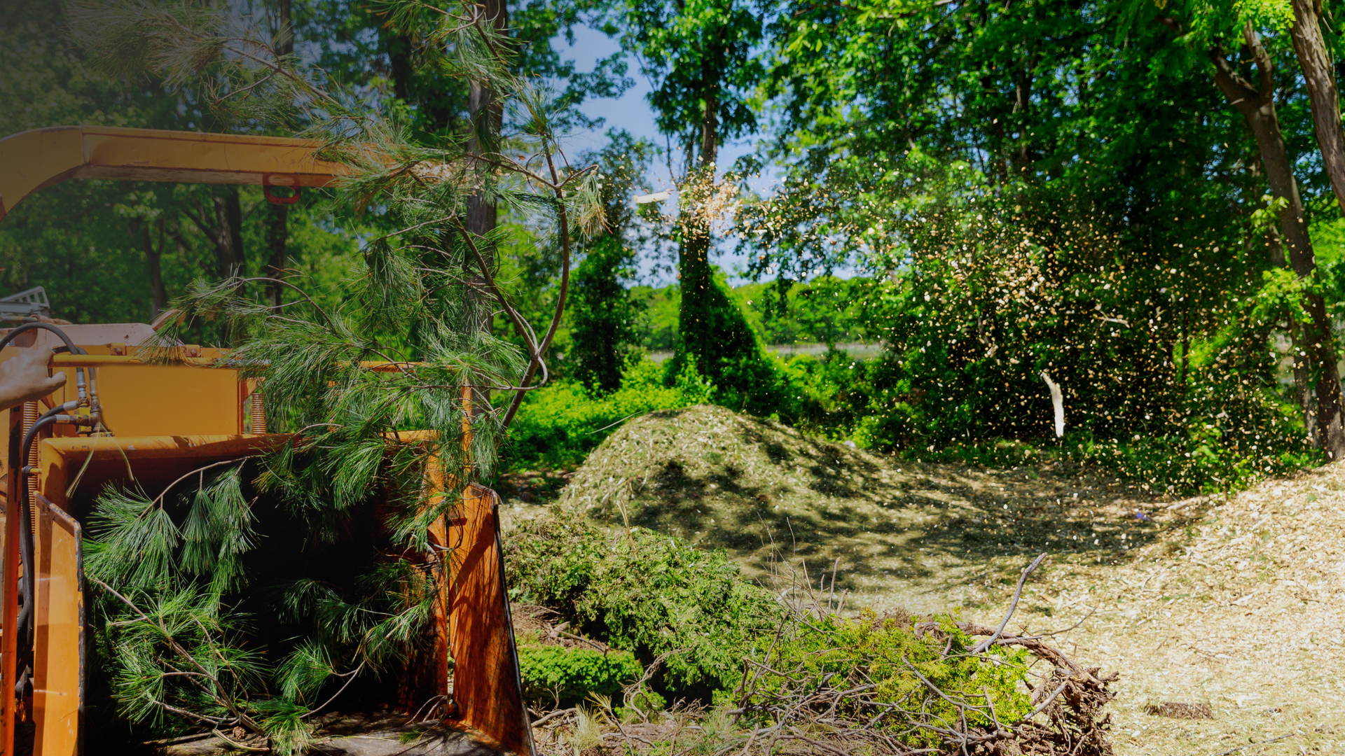 Forestry Mulching in Bloomington, IN | Affordable Land Clearing
