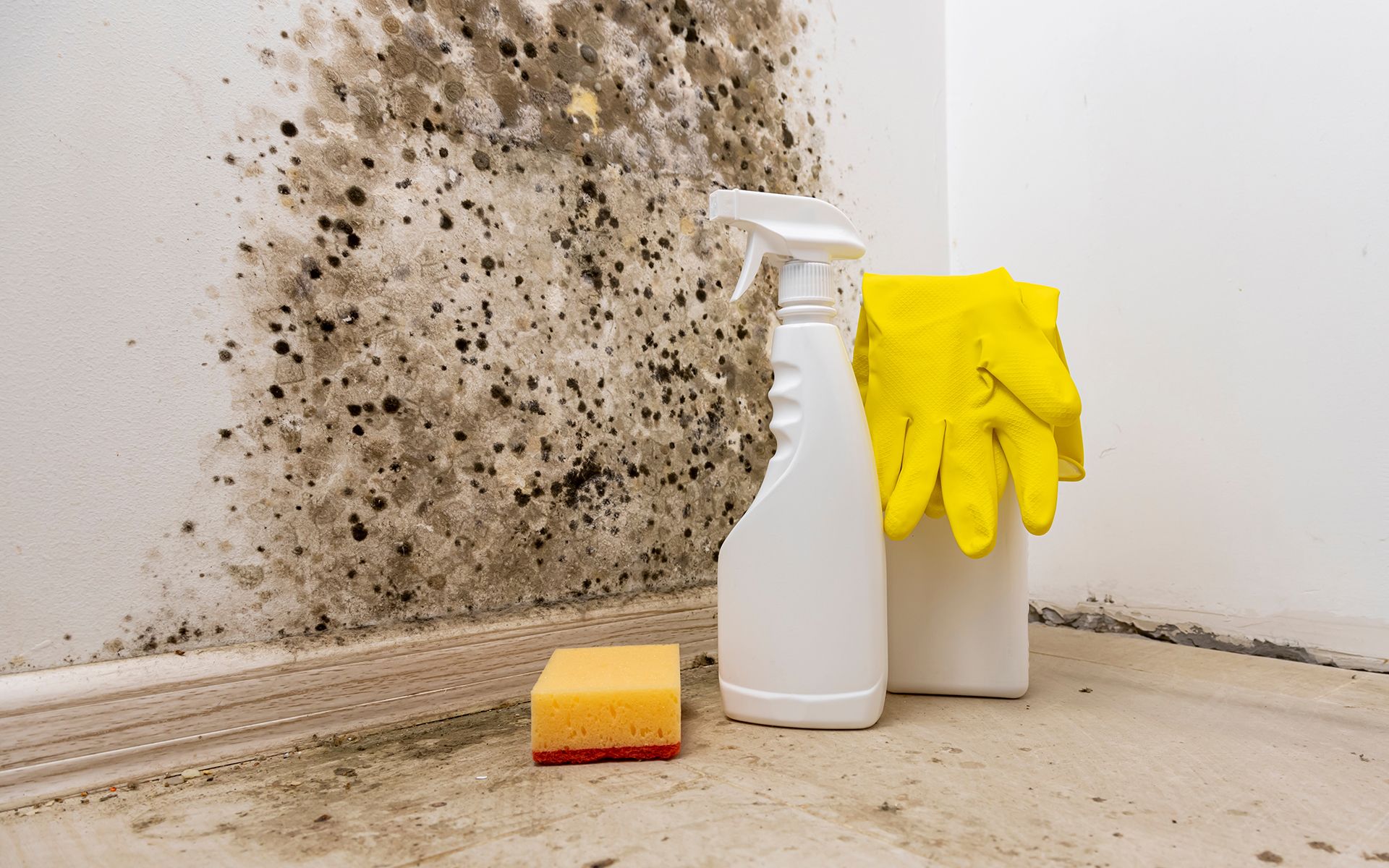 A bottle of spray , a sponge , and yellow gloves are on the floor in front of a wall with mold.