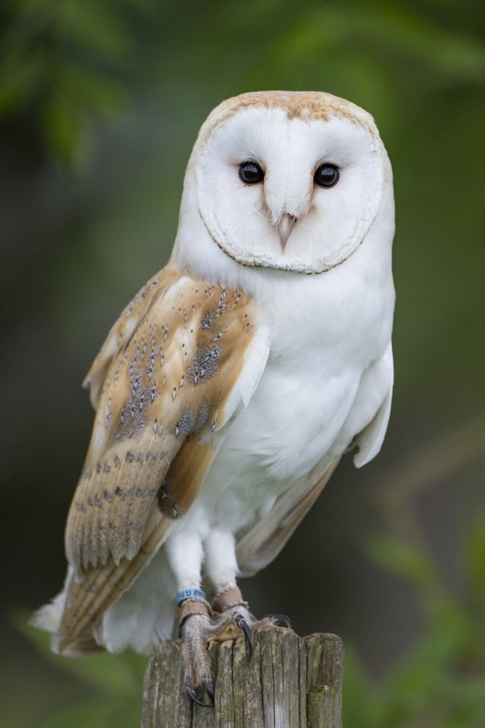 Feathers and Fur at Moss End Garden Village, Berkshire