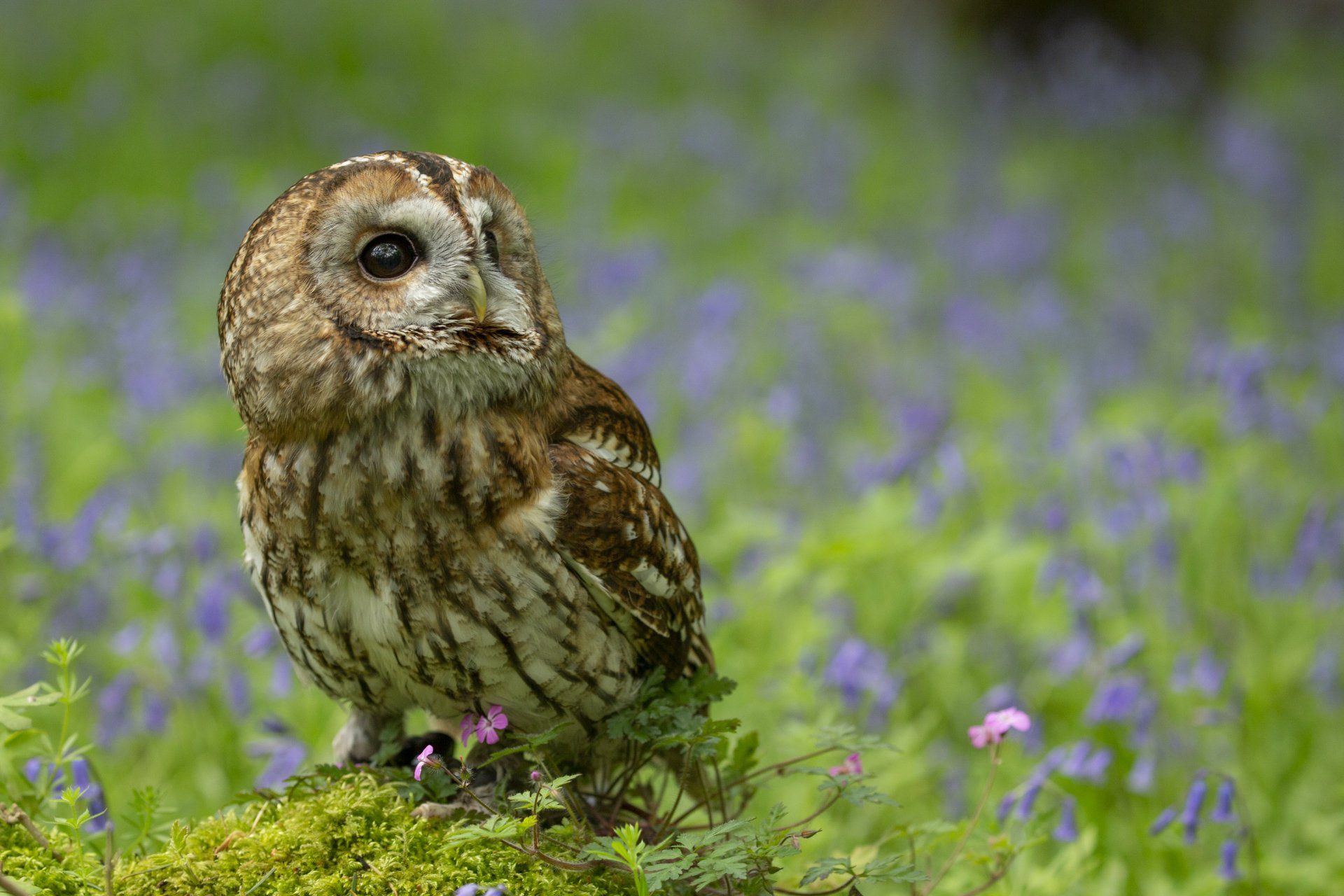 Feathers and Fur at Moss End Garden Village, Berkshire