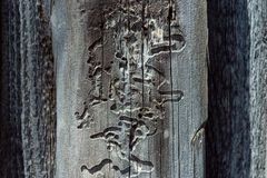 wood with termite damage