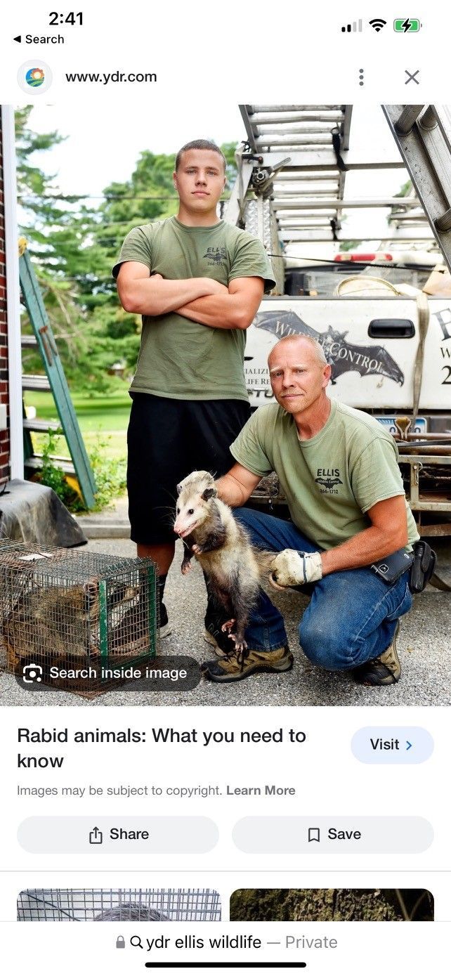 Two men holding an opossum -  Manchester, PA - Ellis Wildlife Pest Control