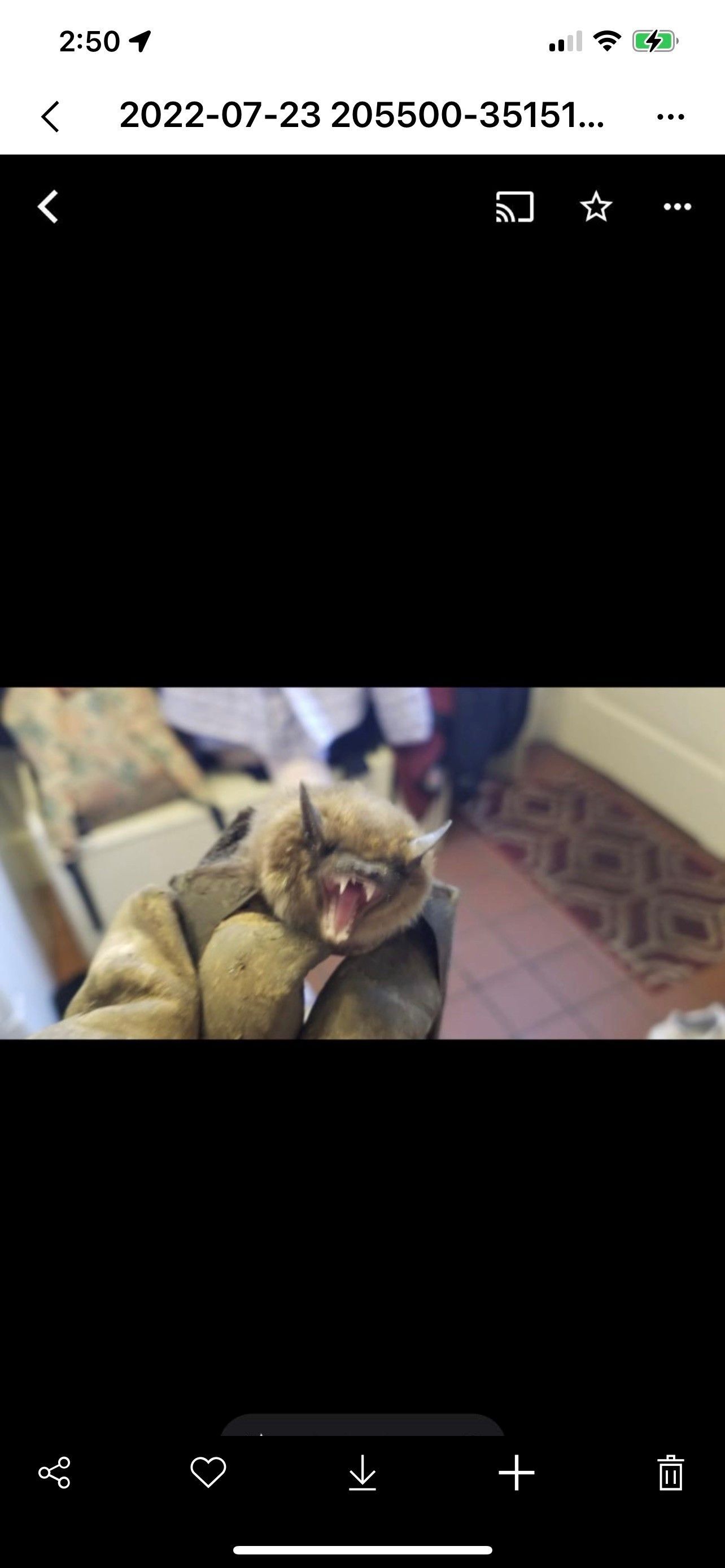 A bat with its mouth open -  Manchester, PA - Ellis Wildlife Pest Control