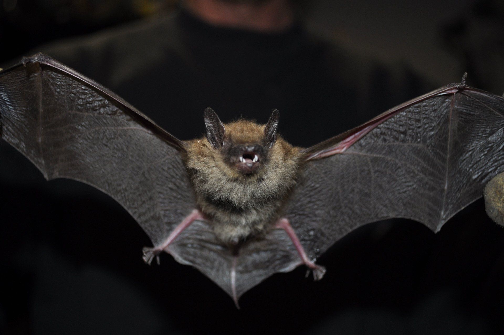 A bat with its wings spread -  Manchester, PA - Ellis Wildlife Pest Control