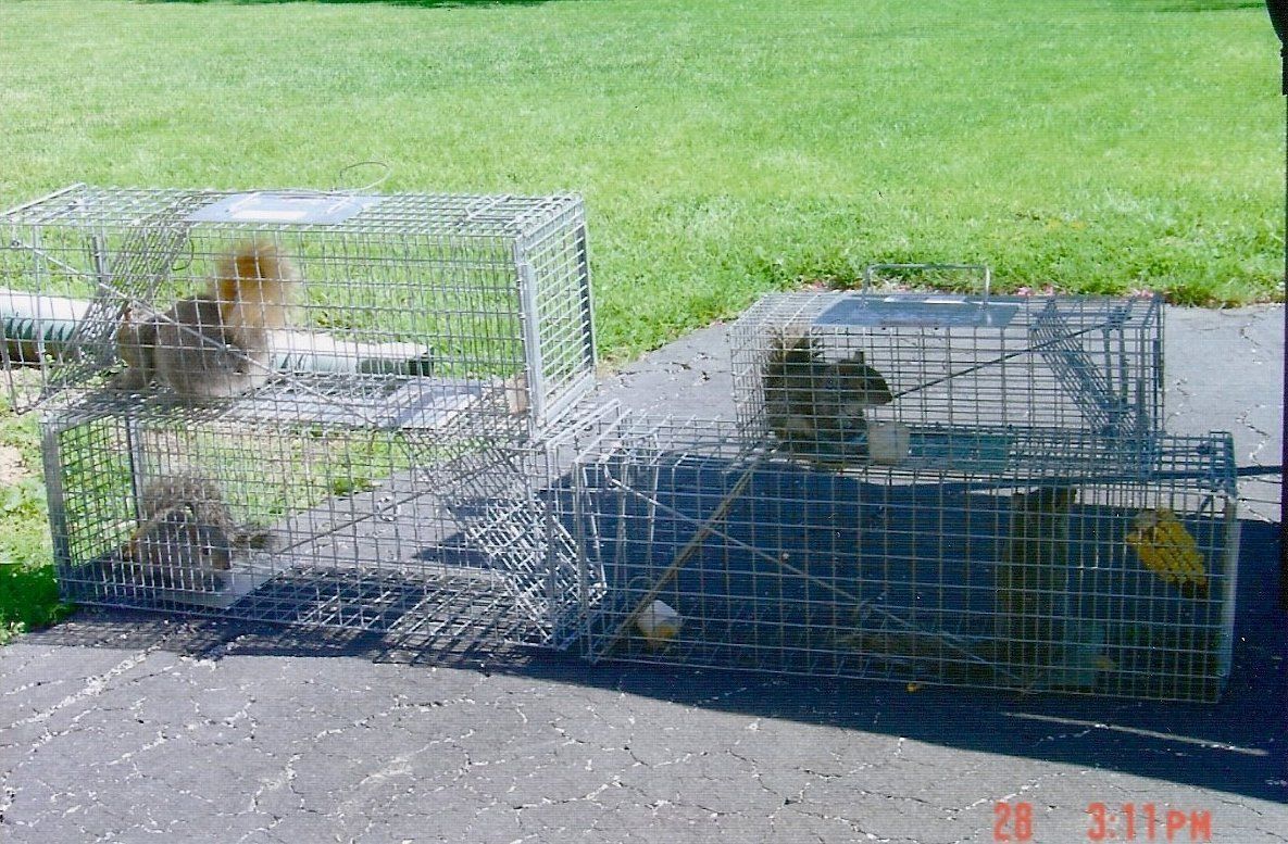 A squirrel in a cage -  Manchester, PA - Ellis Wildlife Pest Control