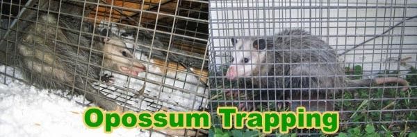 Opossum Trapping | Manchester, PA | Ellis Wildlife Pest Control