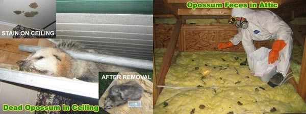 Opossum Removal | Manchester, PA | Ellis Wildlife Pest Control