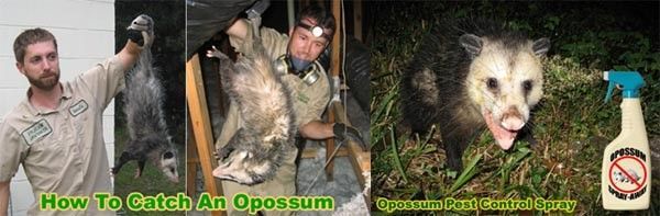 Catching Opossum | Manchester, PA | Ellis Wildlife Pest Control