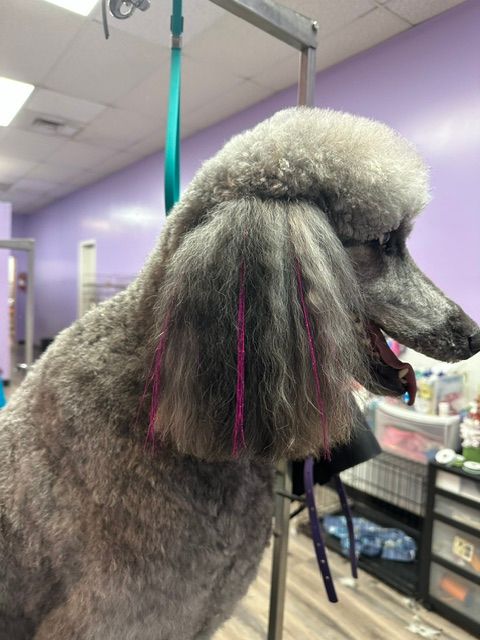 Small dog with shaved fur and black patches being held on a grooming table