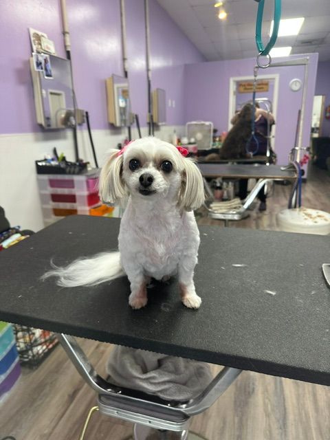 Small white dog on a grooming table in a purple pet salon