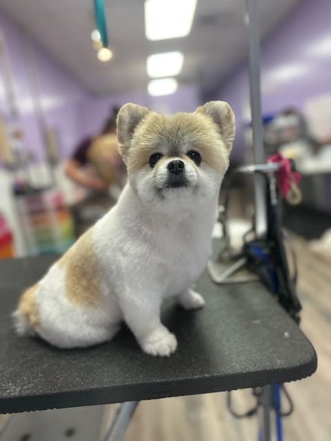 Small fluffy dog sitting on a grooming table, with tan and white fur in a salon.