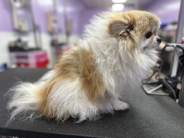 Small fluffy tan-and-white dog sitting on a black grooming table in a salon