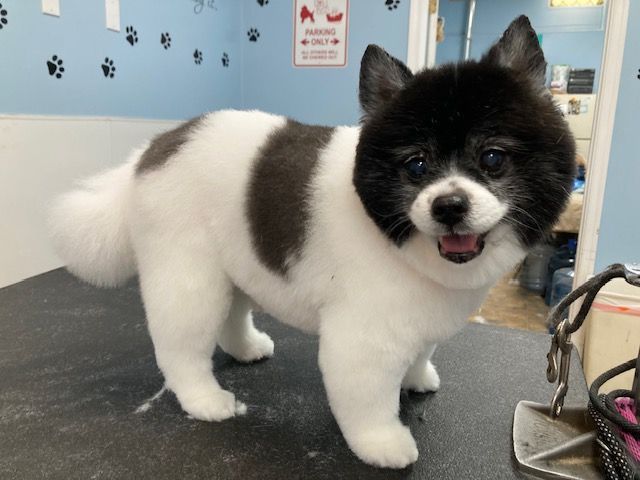 Small black-and-white dog standing on a grooming table, mouth open and tongue out