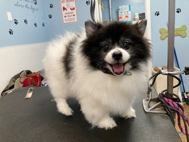 Fluffy black-and-white dog standing on a grooming table, panting with a happy expression.
