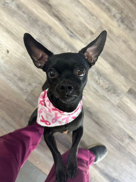 Small black dog with pink bandana looking up, standing on a person's legs indoors.